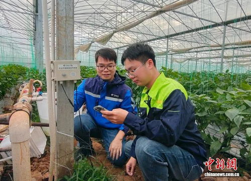 科技賦能新農人，廣西電信助力鄉村振興新篇章